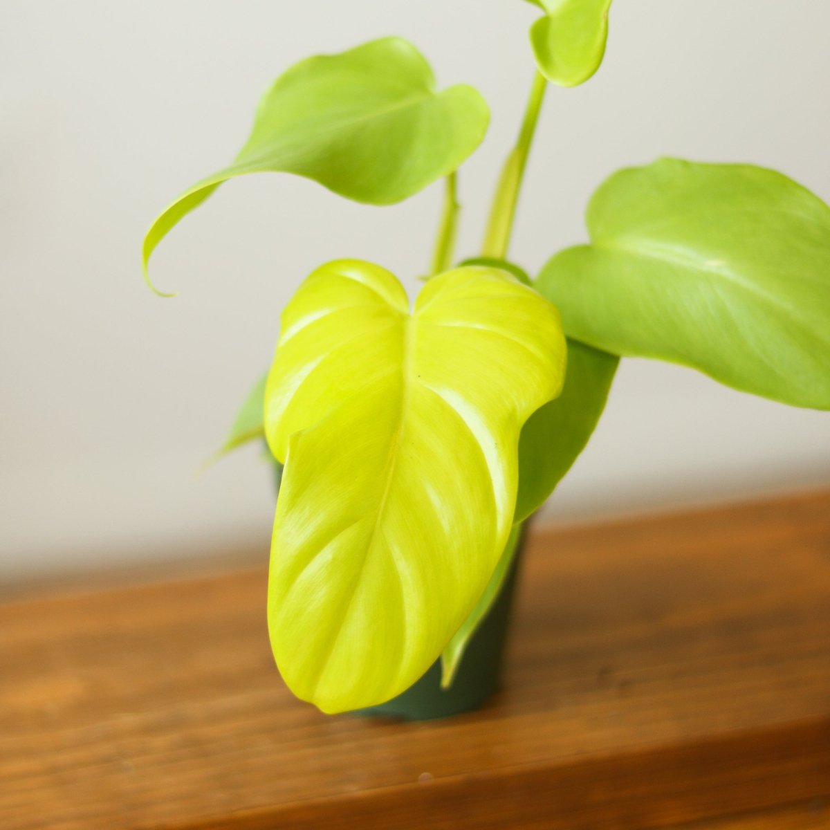 Philodendron bipennifolium aurea - Horsehead Philodendron - 4 Inch - Ed's Plant Shop