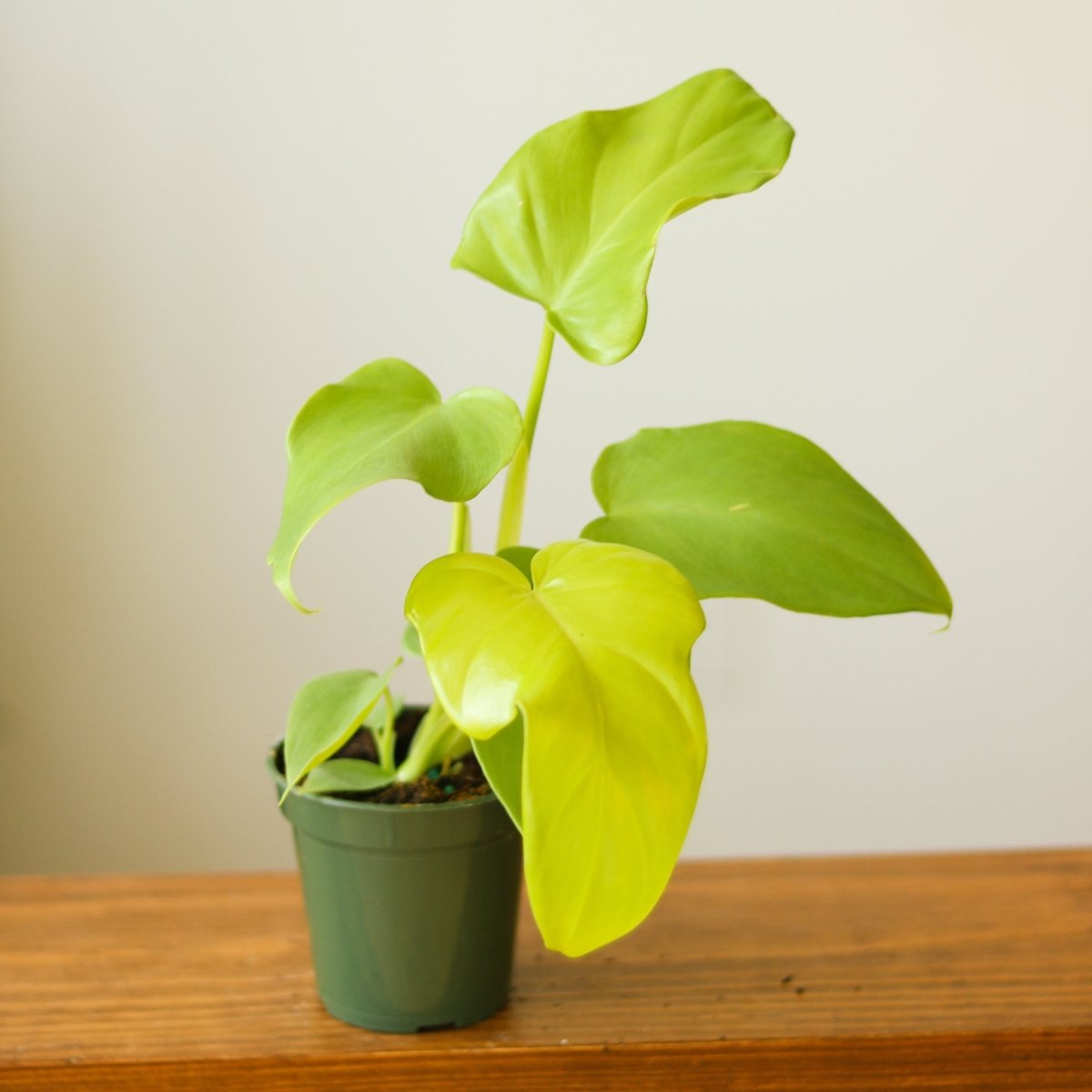 Philodendron bipennifolium aurea - Horsehead Philodendron - 4 Inch - Ed's Plant Shop