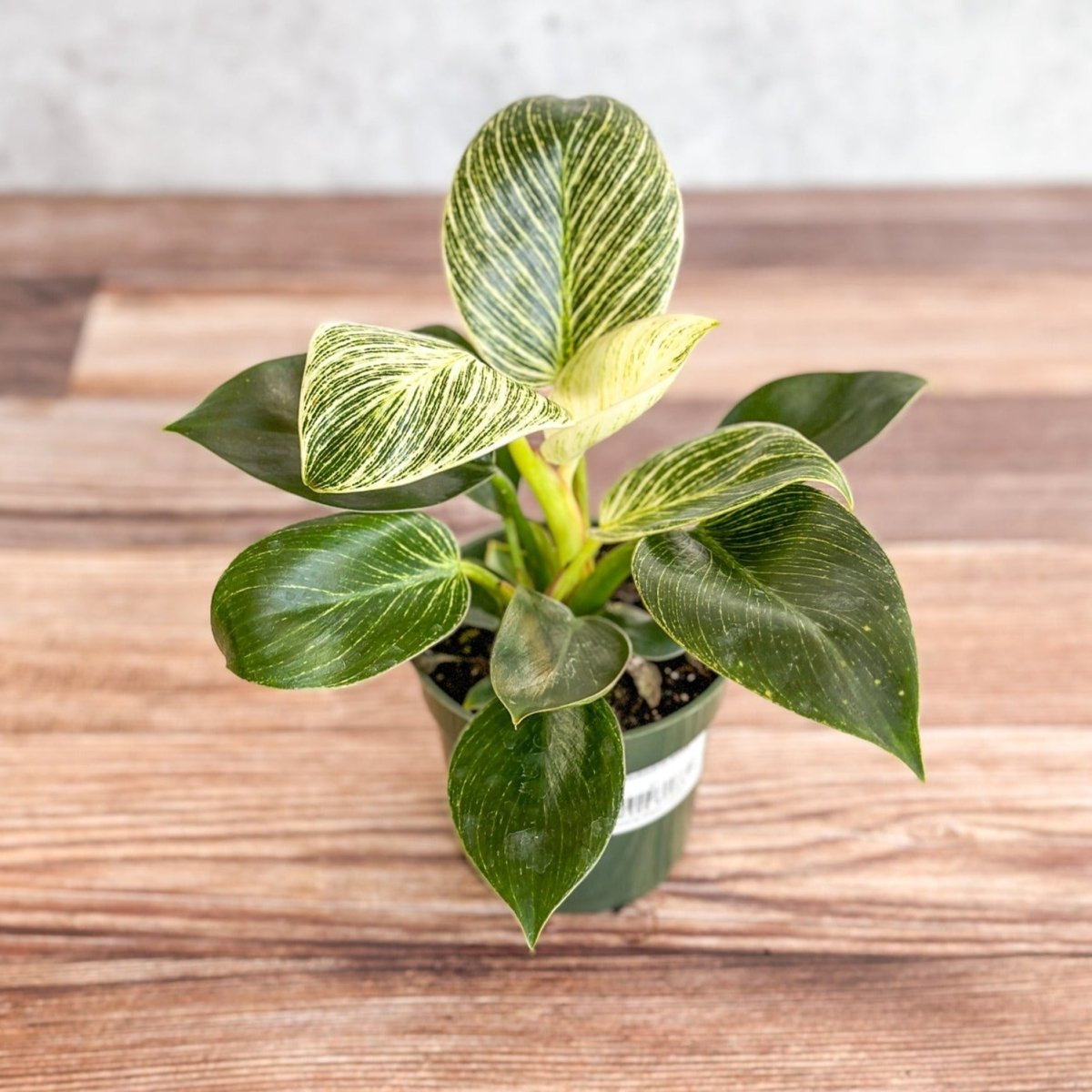 philodendron birkin varieties Philodendron 'Birkin'