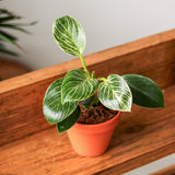 philodendron white birkin Philodendron Birkin