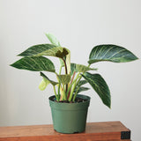 birkin philodendron variegated Philodendron Birkin