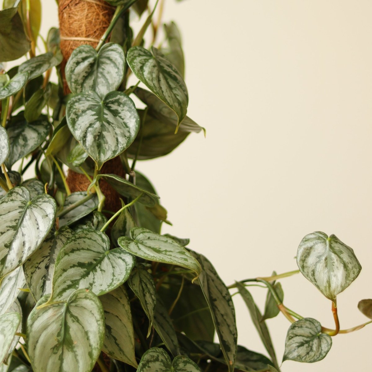 Closeup of Climbing Philodendron Brandtianum 'Silver Leaf' on Coir Moss Totem Pole