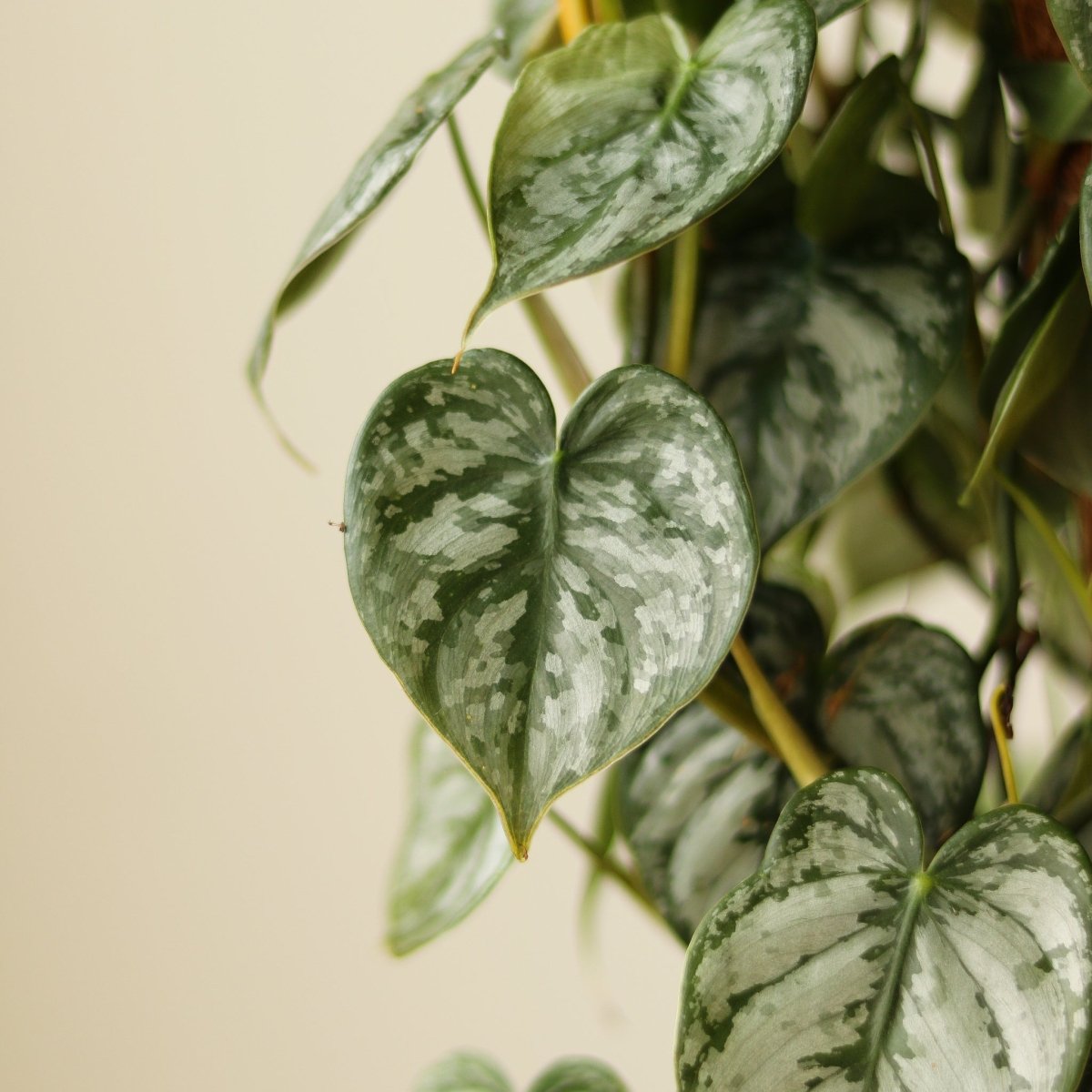 silver satin philodendron care Philodendron 'Brandtianum' 4.5" Pot