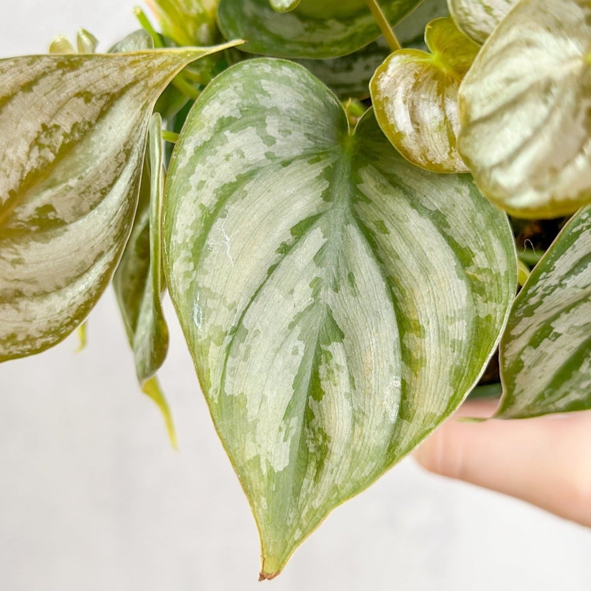 philodendron brandtianum vs silver pothos Philodendron 'Brandtianum' 4.5" Pot