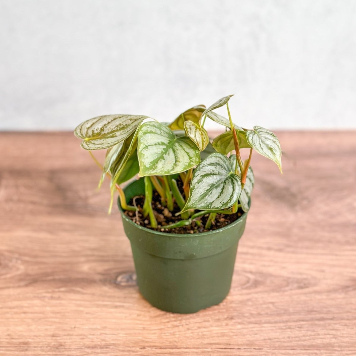 Philodendron Brandtianum 'Silver Leaf Philodendron' - 4 Inch - Ed's Plant Shop