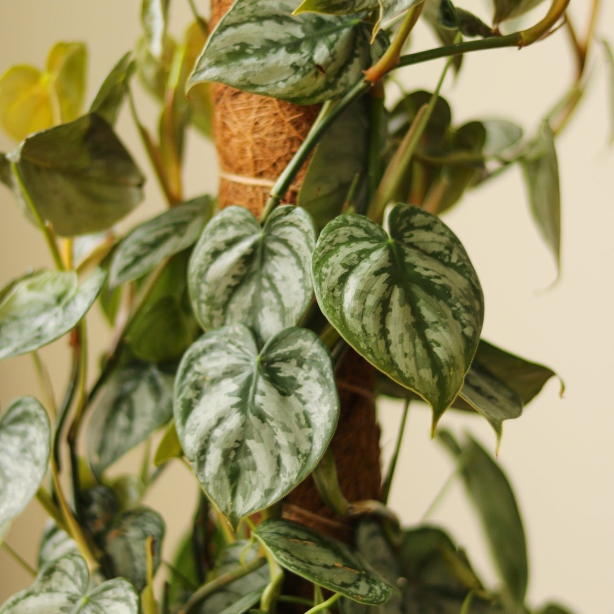 philodendron comb leaf Philodendron 'Brandtianum' 4.5" Pot
