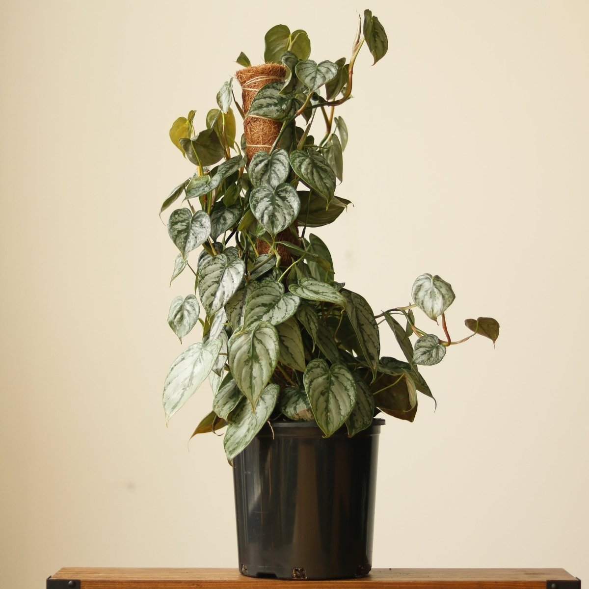 philodendron brandtianum silver shield Philodendron 'Brandtianum' 4.5" Pot