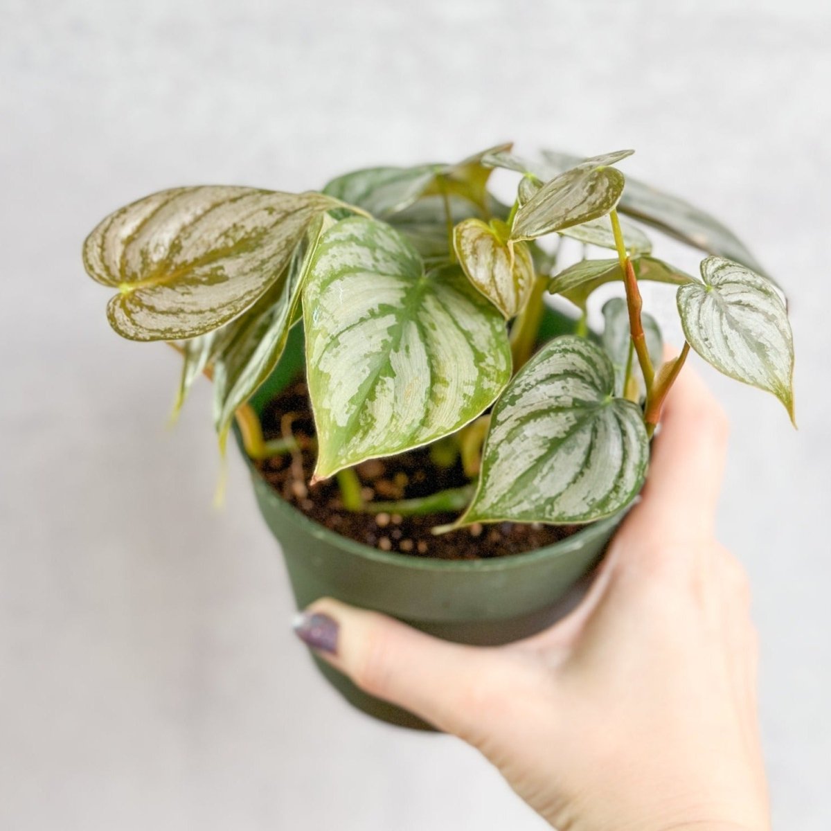 silver house plant Philodendron 'Brandtianum' 4.5" Pot