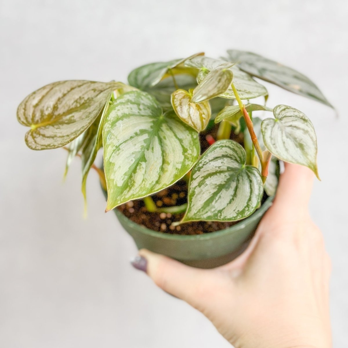 philodendron silverado Philodendron Brandi