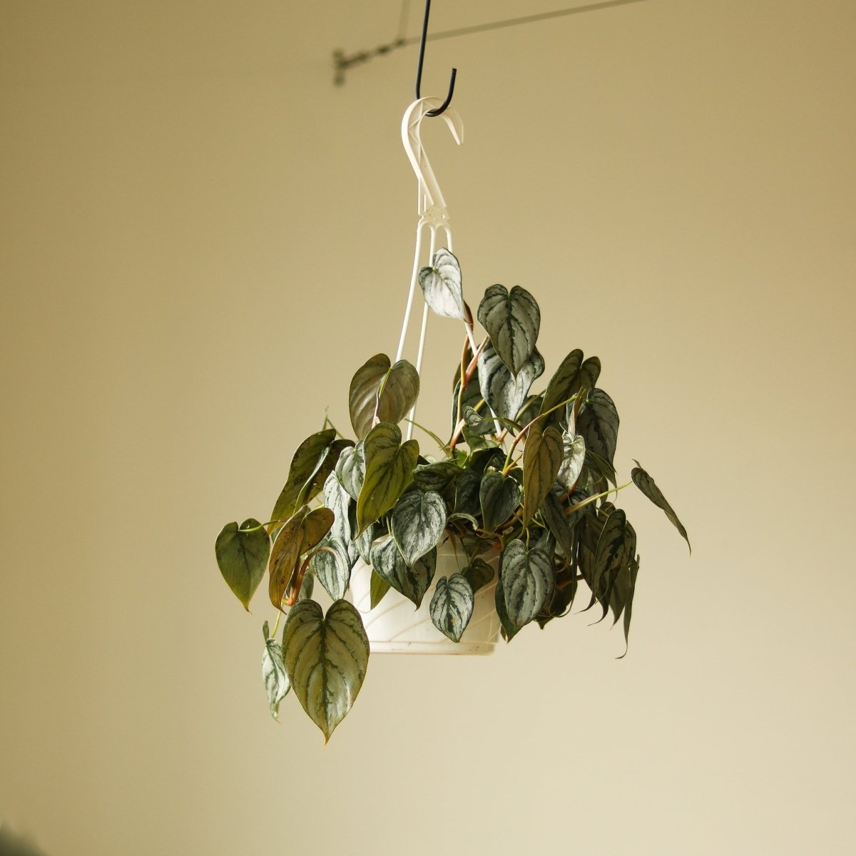 hanging plant with silver leaves Philodendron 'Brandtianum' 4.5" Pot