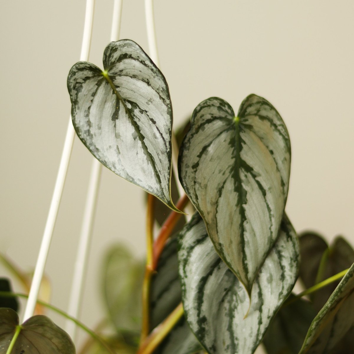 sp silver philodendron Philodendron 'Brandtianum' 4.5" Pot