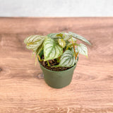 silver leaf philodendron Silver Leaf Philodendron – Brandtianum