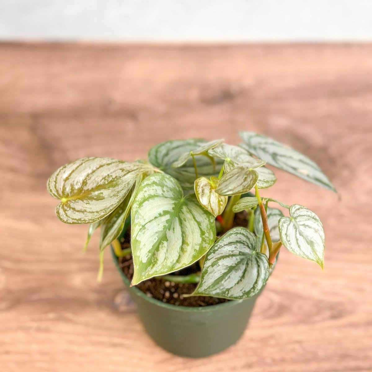 philodendron platinum Philodendron 'Brandtianum' 4.5" Pot