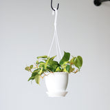 Philodendron 'Brazil' Hanging Basket