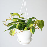 Philodendron 'Brasil' - Various Sizes Hanging Basket