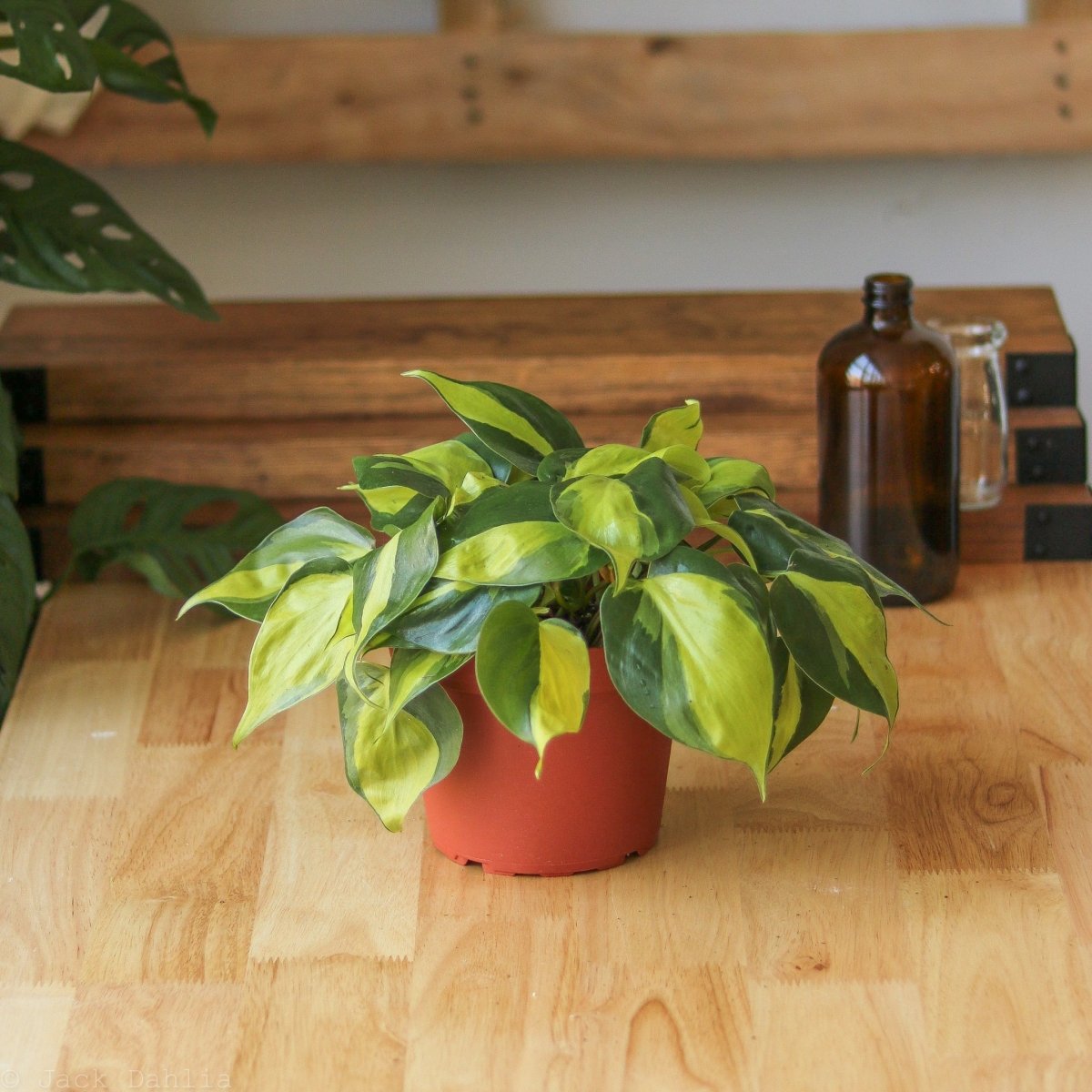 philodendron erasil 4-PHILODENDRON-BRASIL Philodendron Brasil Plant in 4 in. Pot