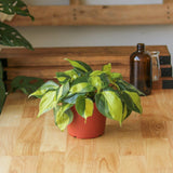 philodendron brasil 6 inch Philodendron 'Brasil'