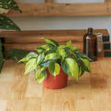 Philodendron Brasil - Various Sizes - Ed's Plant Shop