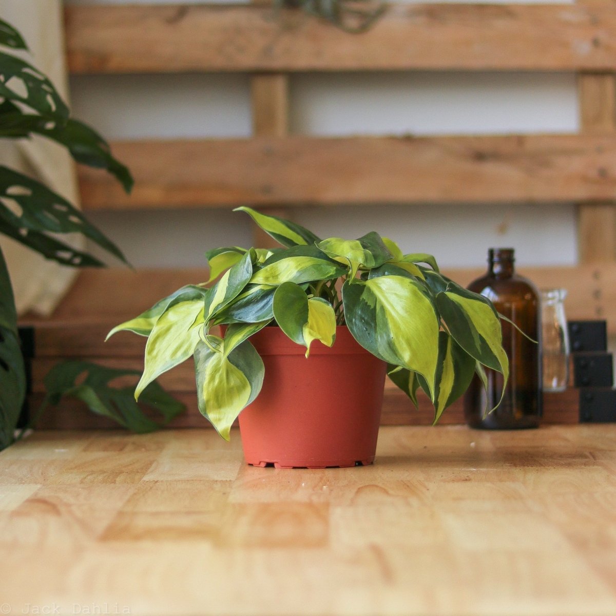 philodendron brasil trailing 4-PHILODENDRON-BRASIL Philodendron Brasil Plant in 4 in. Pot