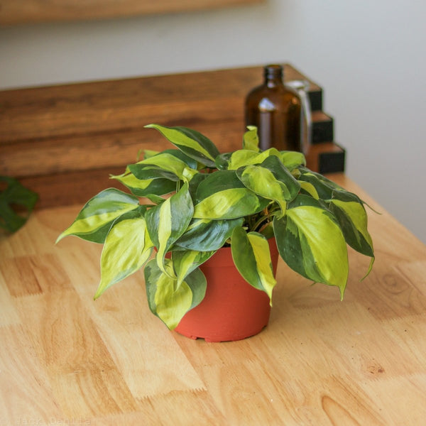 Trailing Philodendron Brasil plant with heart-shaped leaves