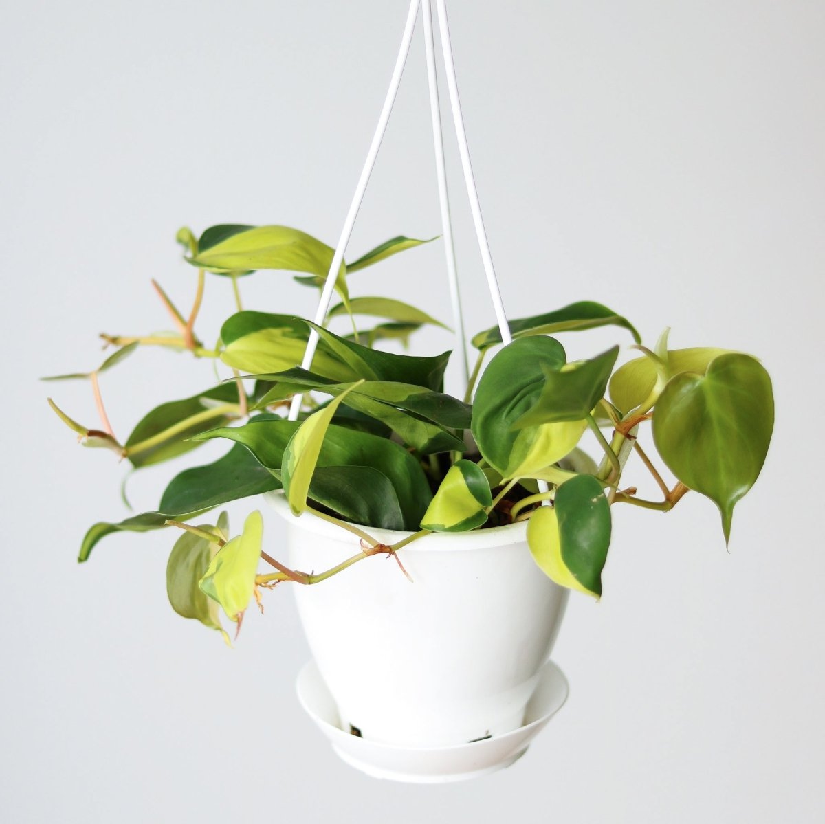 philodendron brasil sun Philodendron 'Brasil' 8" Hanging Basket