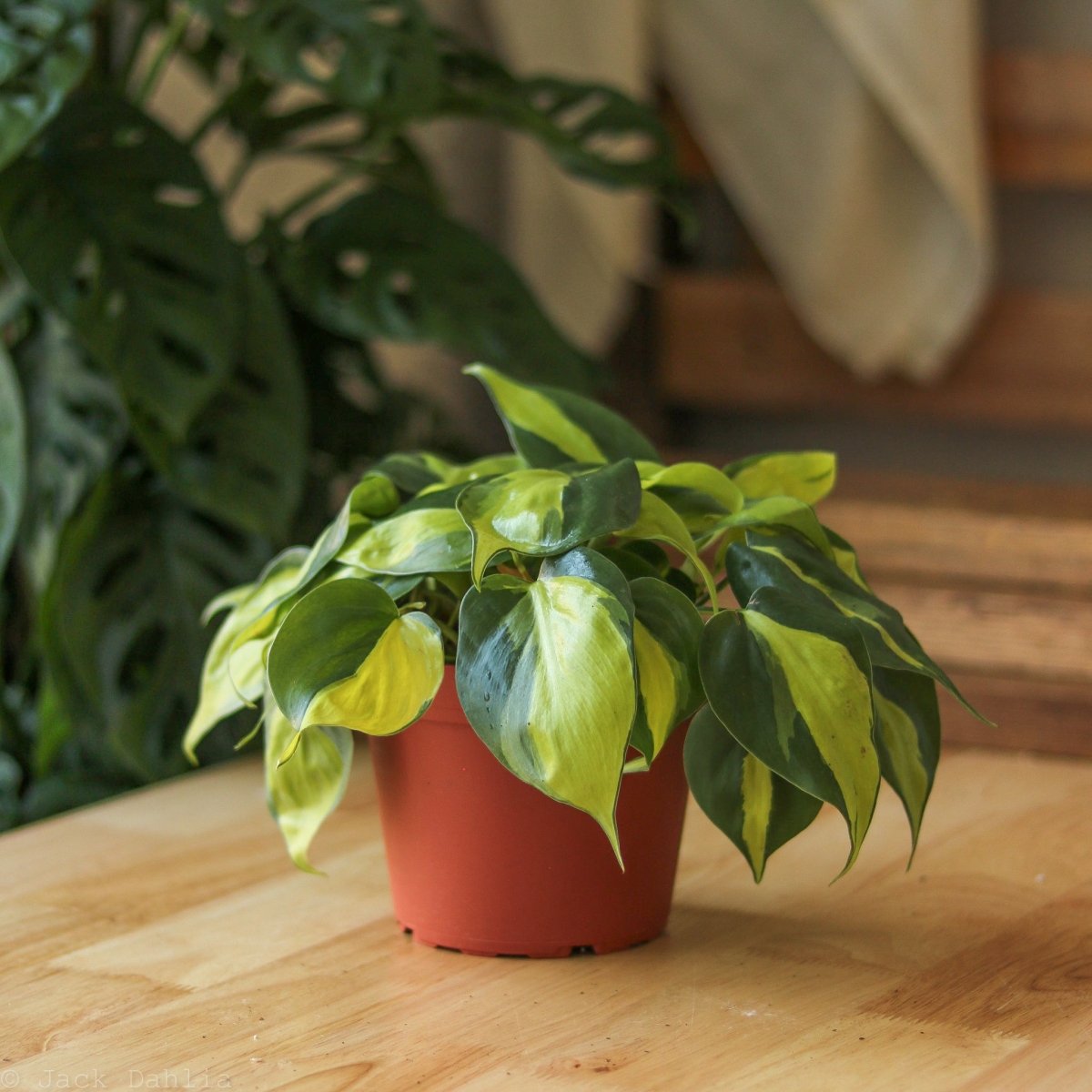 philodendron brasil indoor plant 4-PHILODENDRON-BRASIL Philodendron Brasil Plant in 4 in. Pot