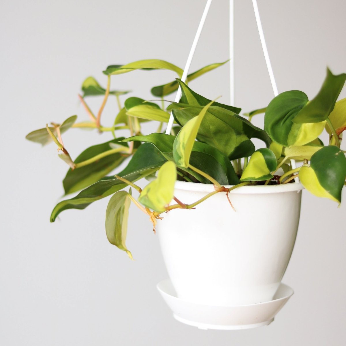 philodendron brasil sport carnival Philodendron 'Brasil' 8" Hanging Basket
