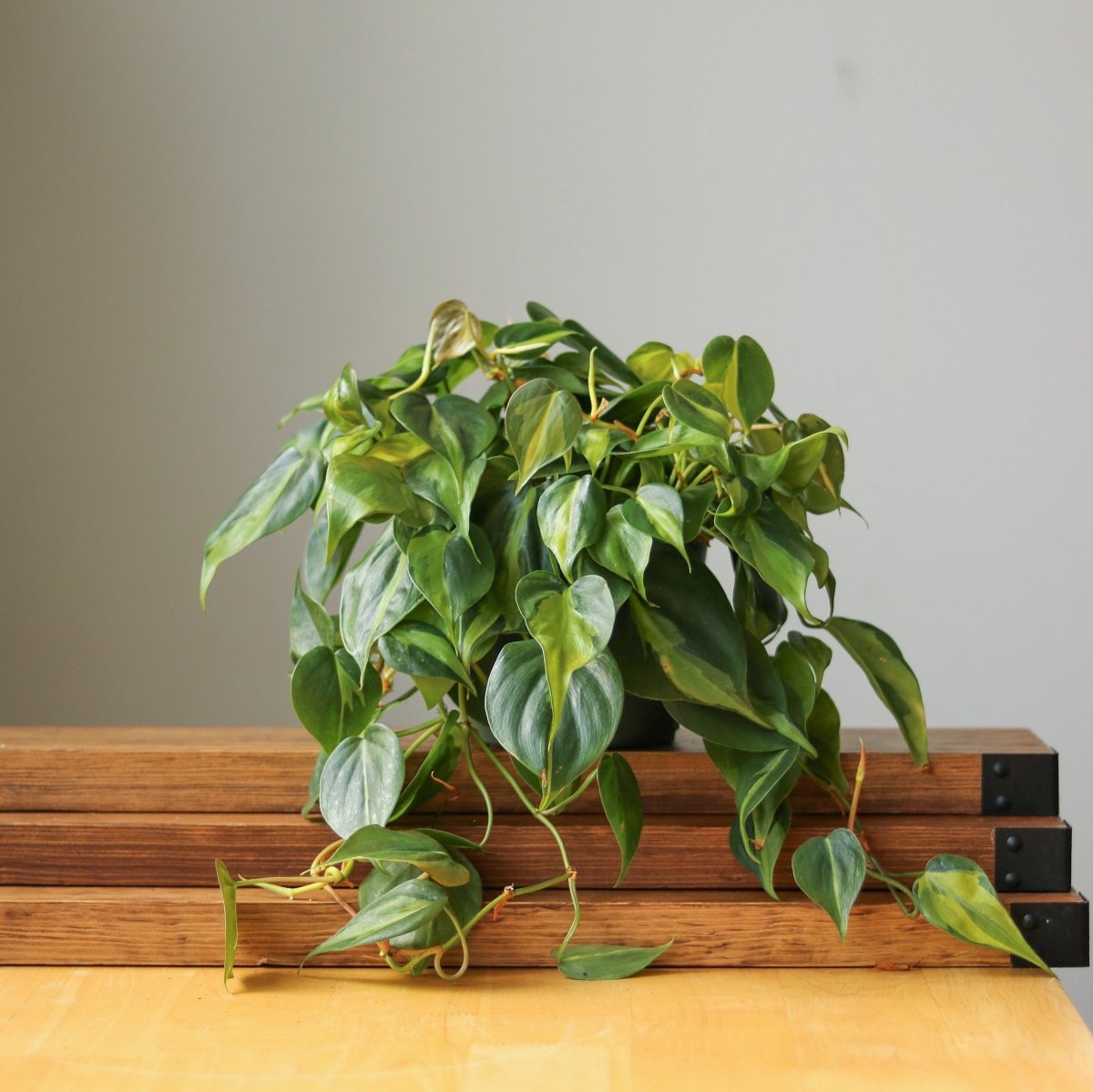 Philodendron 'Brasil' 8