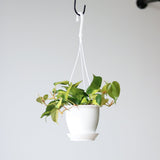 Philodendron 'Brasil' - Various Sizes Hanging Basket - Ed's Plant Shop