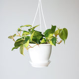 Philodendron 'Brasil' - Various Sizes Hanging Basket - Ed's Plant Shop