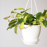 Philodendron 'Brasil' - Various Sizes Hanging Basket - Ed's Plant Shop