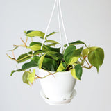 Philodendron 'Brasil' - Various Sizes Hanging Basket - Ed's Plant Shop