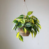 Philodendron hederaceum ‘Brasil’
