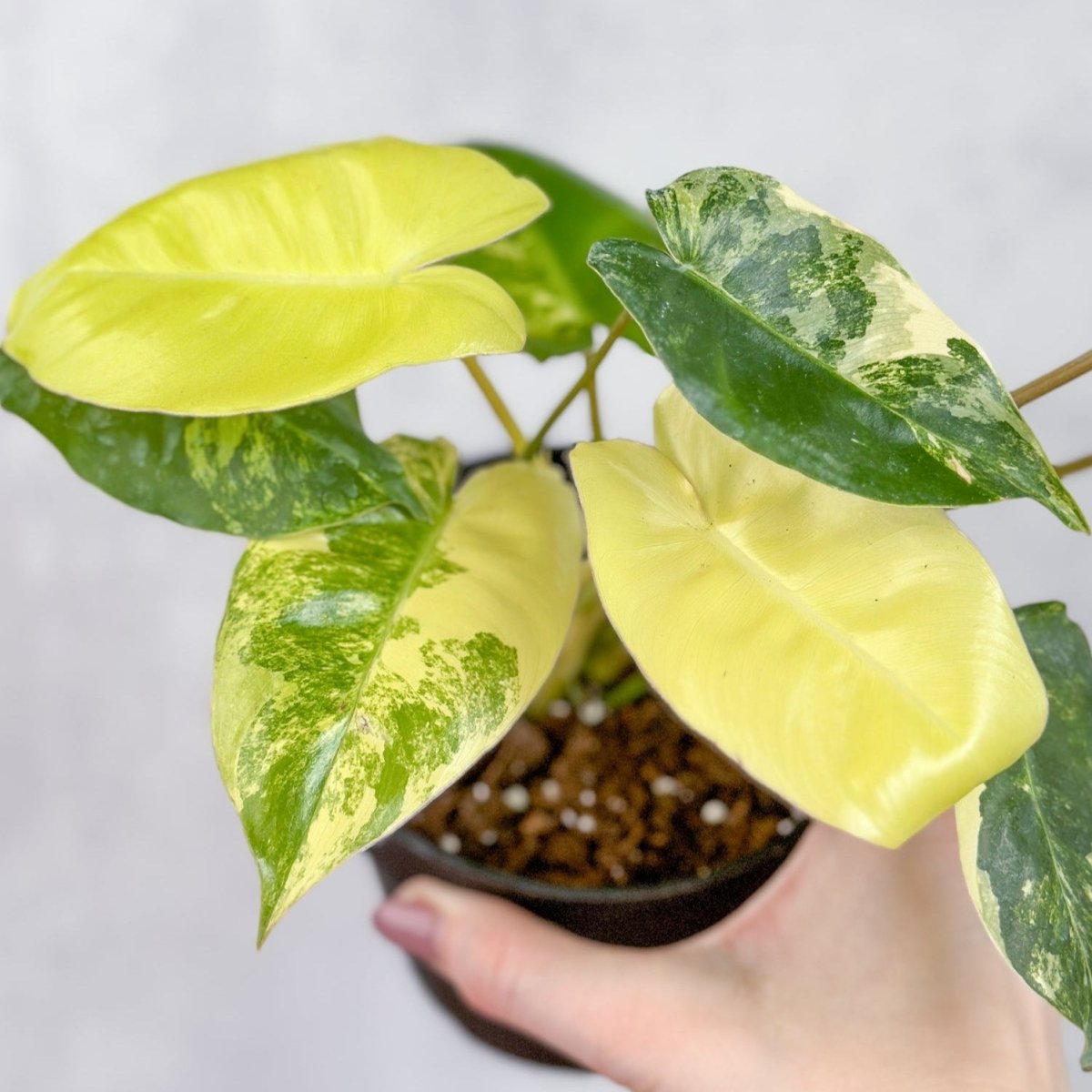 Philodendron 'Burle Marx Albo' | Variegated Burle Marx