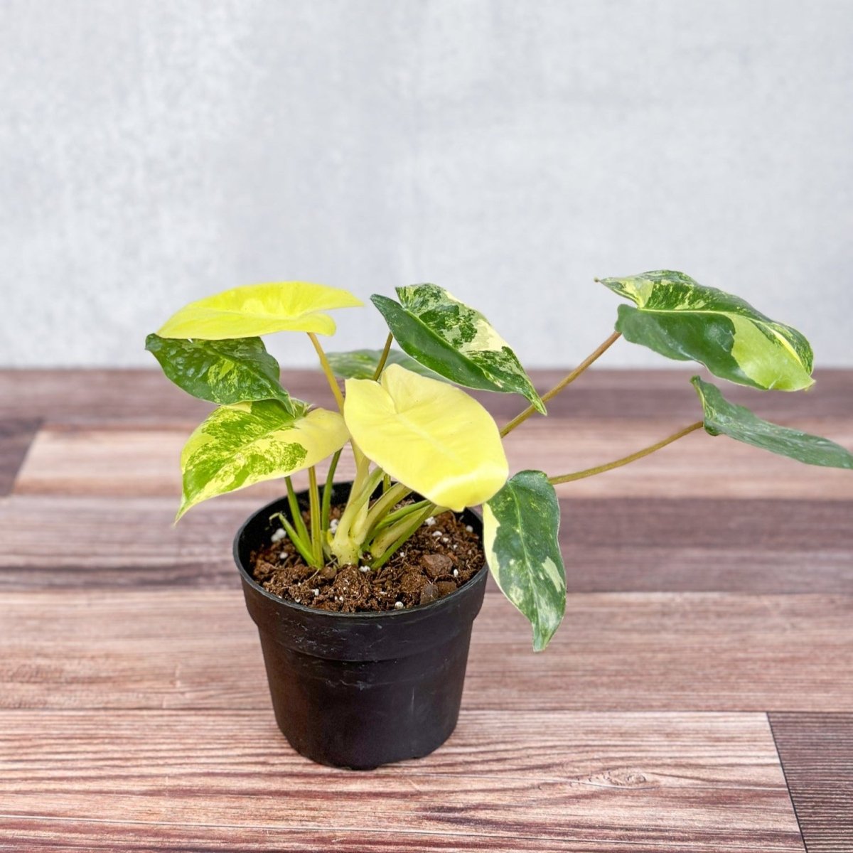 Philodendron 'Burle Marx Albo'