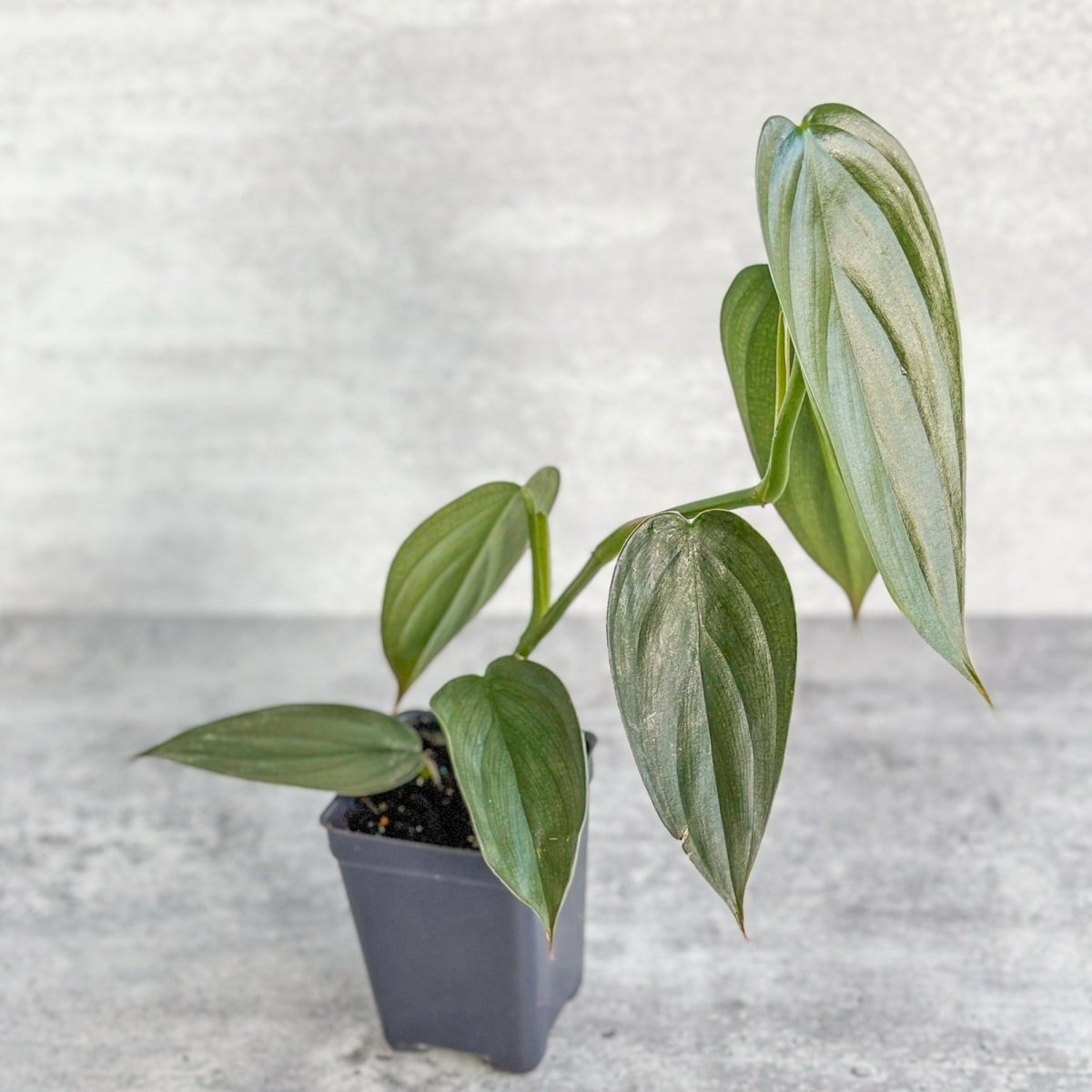 philodendron fantasy Philodendron 'Burle Marx Fantasy'