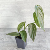 Philodendron 'Burle Marx Fantasy' - Various Sizes Available - Ed's Plant Shop