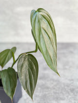 Philodendron 'Burle Marx Fantasy' - Various Sizes Available - Ed's Plant Shop