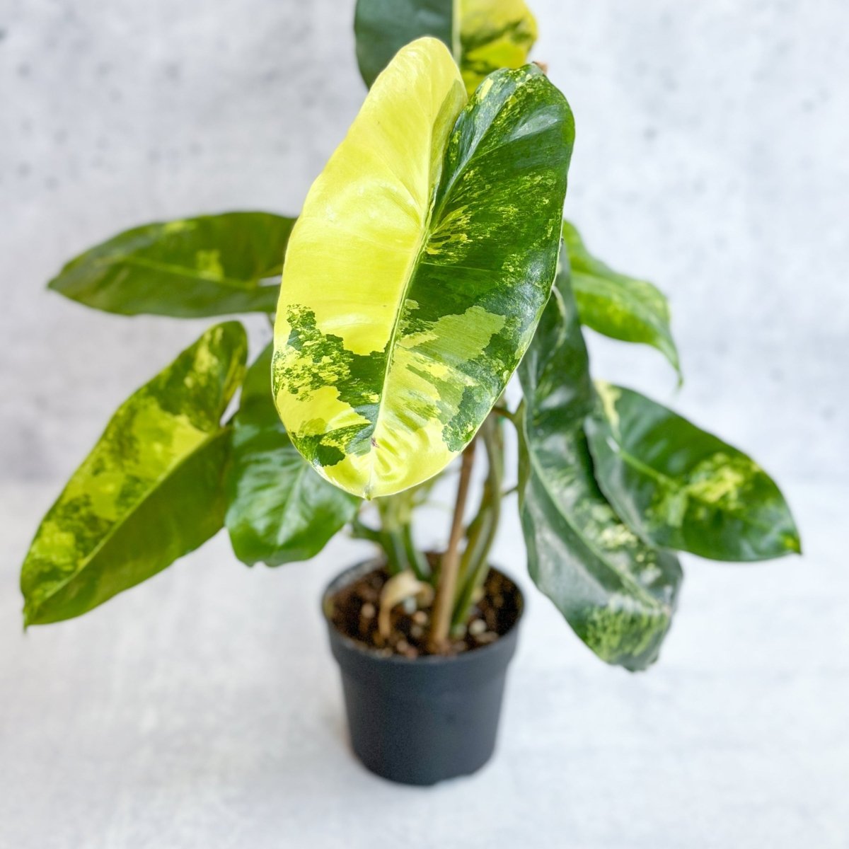 Outlet Variegated Philodendron Burle Marx Variegata cutting