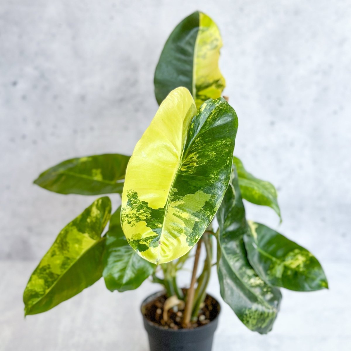 gelbe blätter philodendron Philodendron 'Burle Marx Variegata'