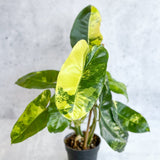 Philodendron 'Burle Marx' variegata - 4 - Inch - Ed's Plant Shop