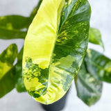 Philodendron 'Burle Marx' variegata - 4 - Inch - Ed's Plant Shop