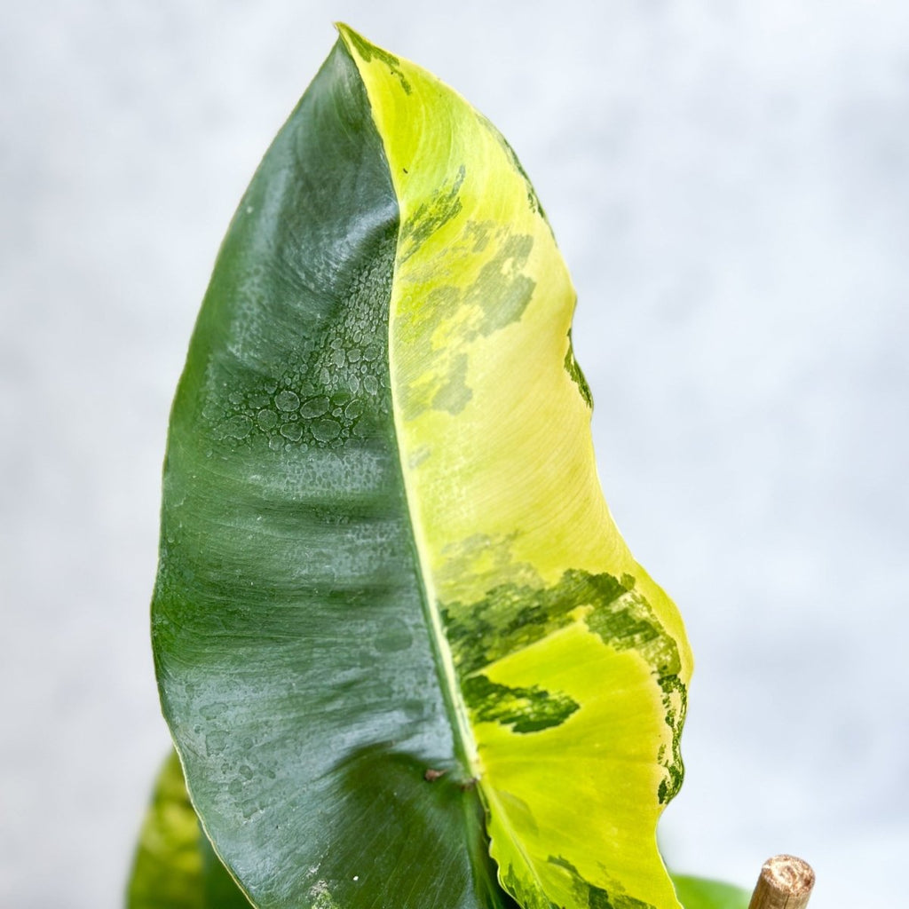 Philodendron 'Burle Marx' variegata - Ed's Plant Shop