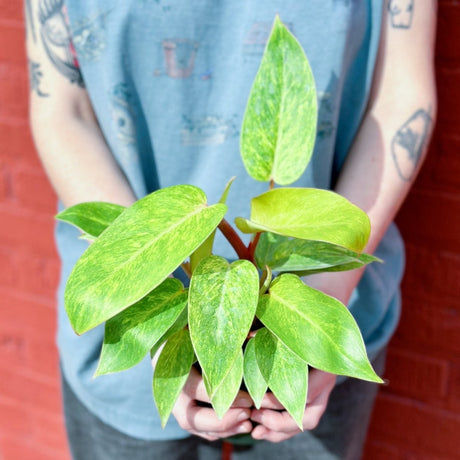 Philodendron erubescens ‘Painted Lady’ - Ed's Plant Shop