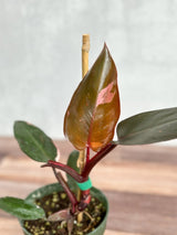 Philodendron Erubescens - ‘Pink Princess Burgundy’ - Ed's Plant Shop