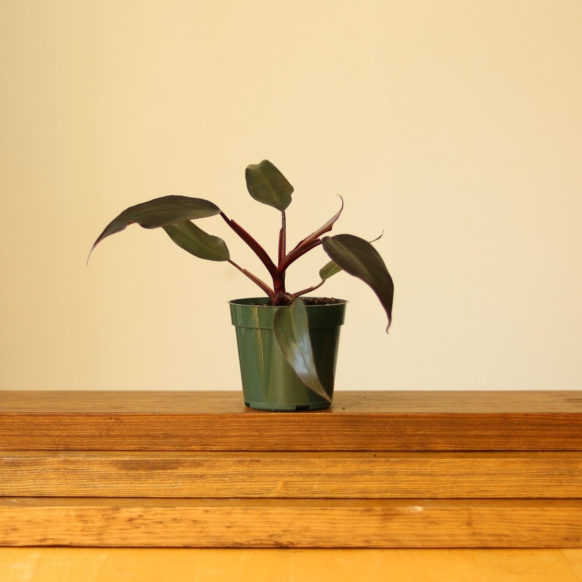 philodendron pink princess burgundy leaves Philodendron Erubescens