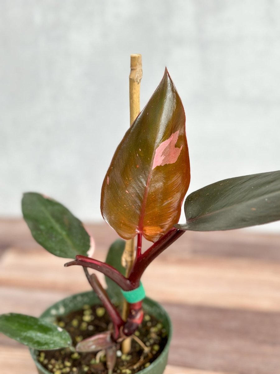 philodendron burgundy queen Philodendron Erubescens