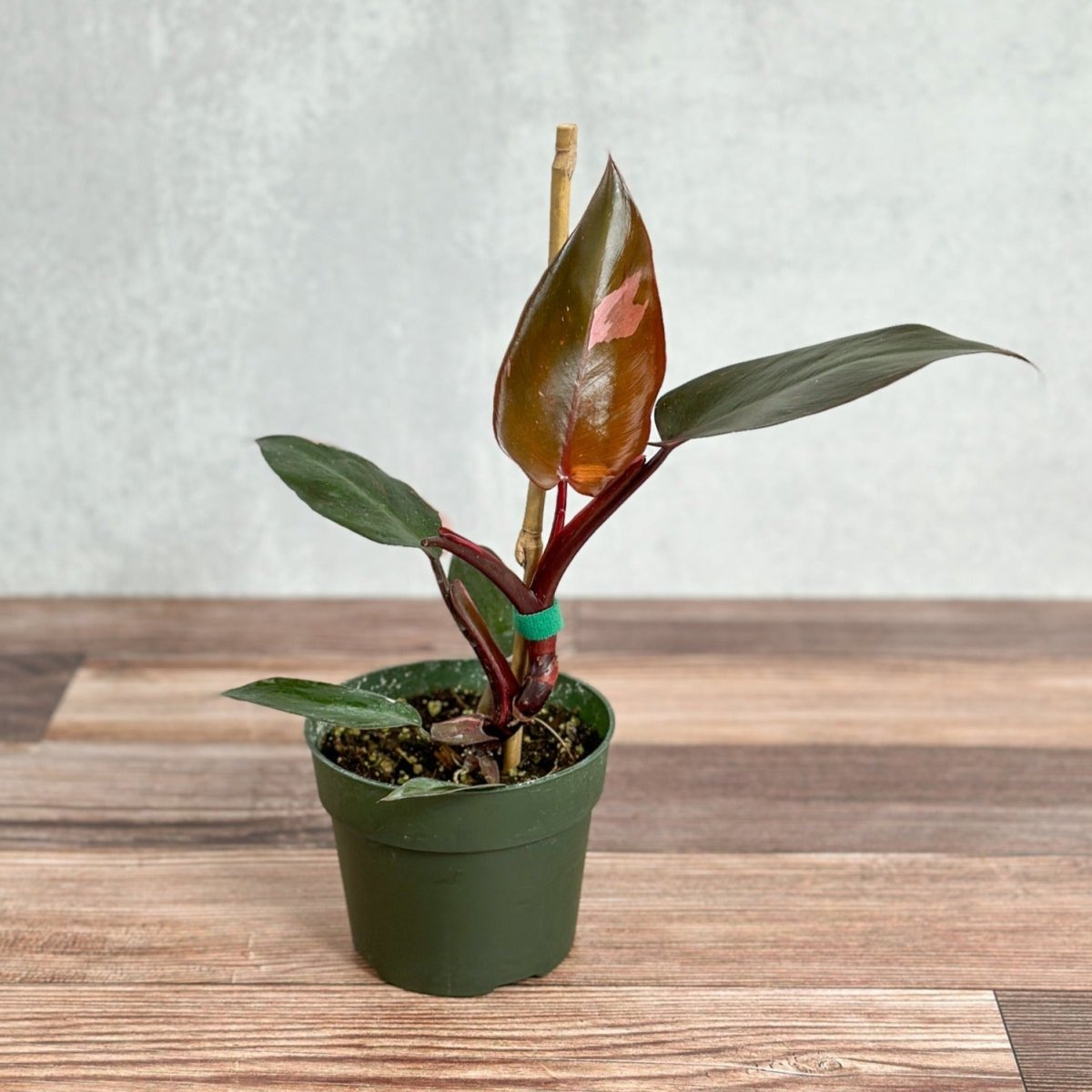 caring for an philodendron erubescens Philodendron Erubescens