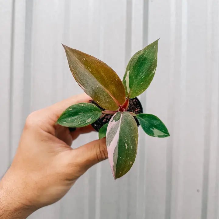 is the pink princess philodendron rare Philodendron 'Pink Princess'