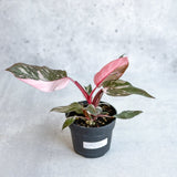 Philodendron erubescens - Pink Princess Philodendron - Ed's Plant Shop